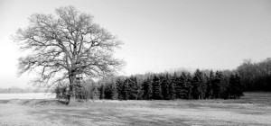 SW Baum Panorama für Homepage (FILEminimizer)